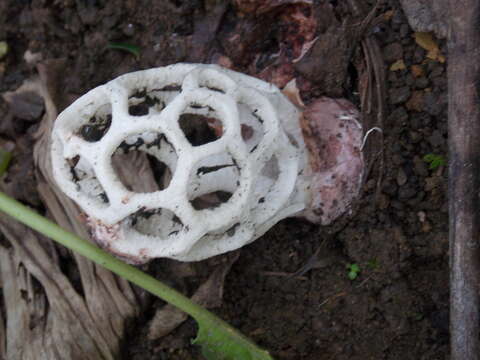 Image of Clathrus roseovolvatus Lécuru, Mornand, Fiard & Courtec. 2013