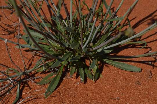 Image of Manulea altissima L. fil.