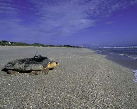 Image of Caretta