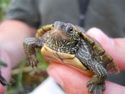 Image of Map Turtles