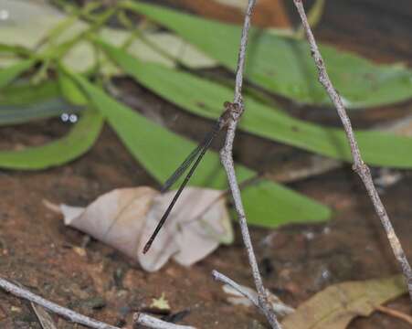 Image of Red-breasted Longtail