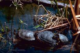 Image of slider turtle, red-eared terrapin, red-eared slider