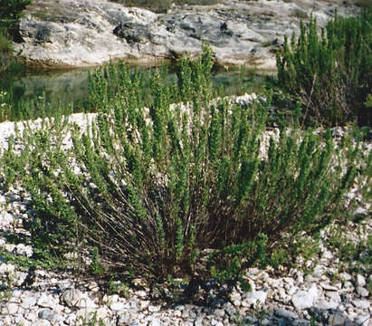 Image de Brickellia dentata (DC.) Sch. Bip.