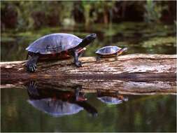 Image of American Red-bellied Turtle