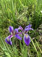 Image of Prairie Iris