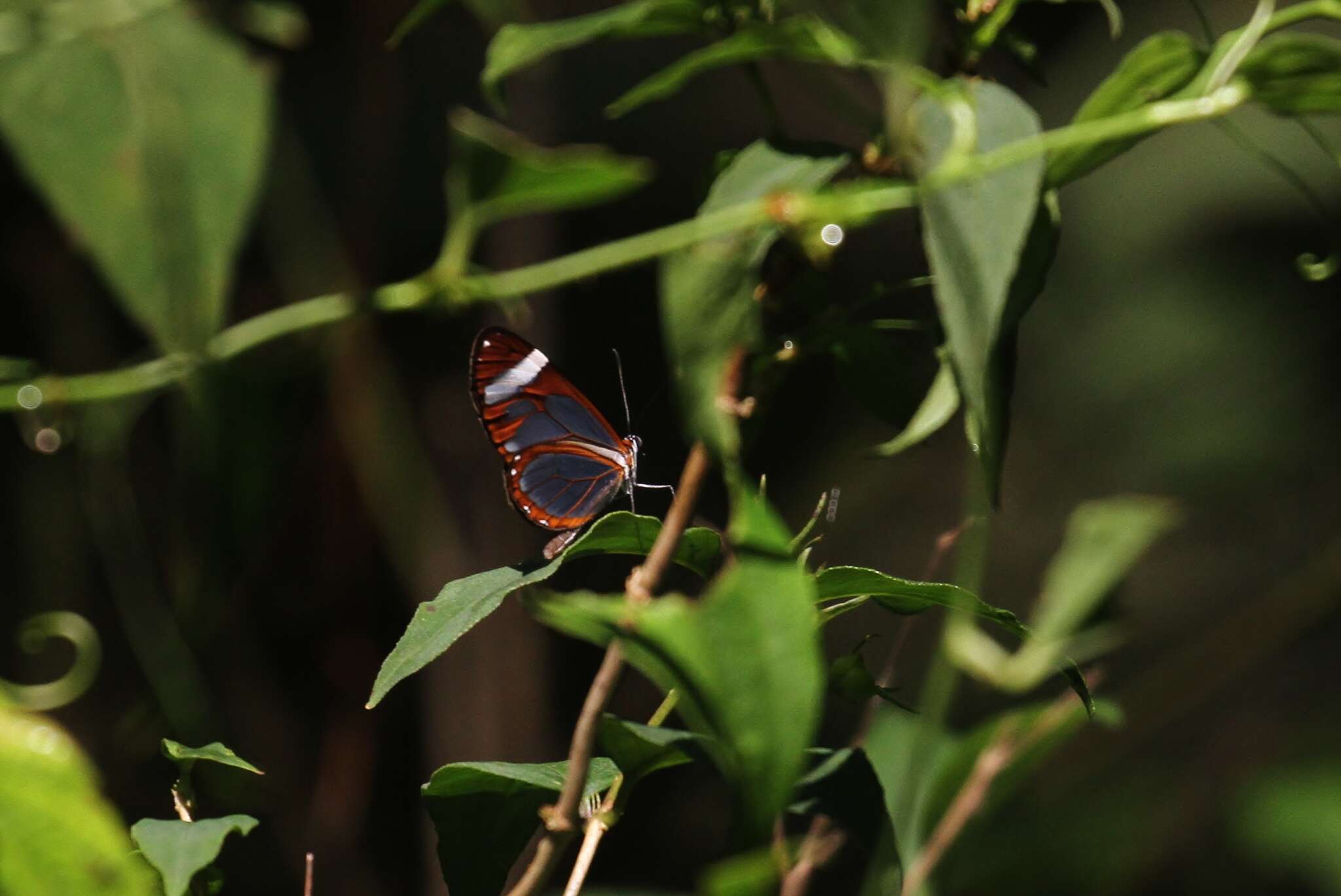 Image of Ithomia leilae Hewitson 1852