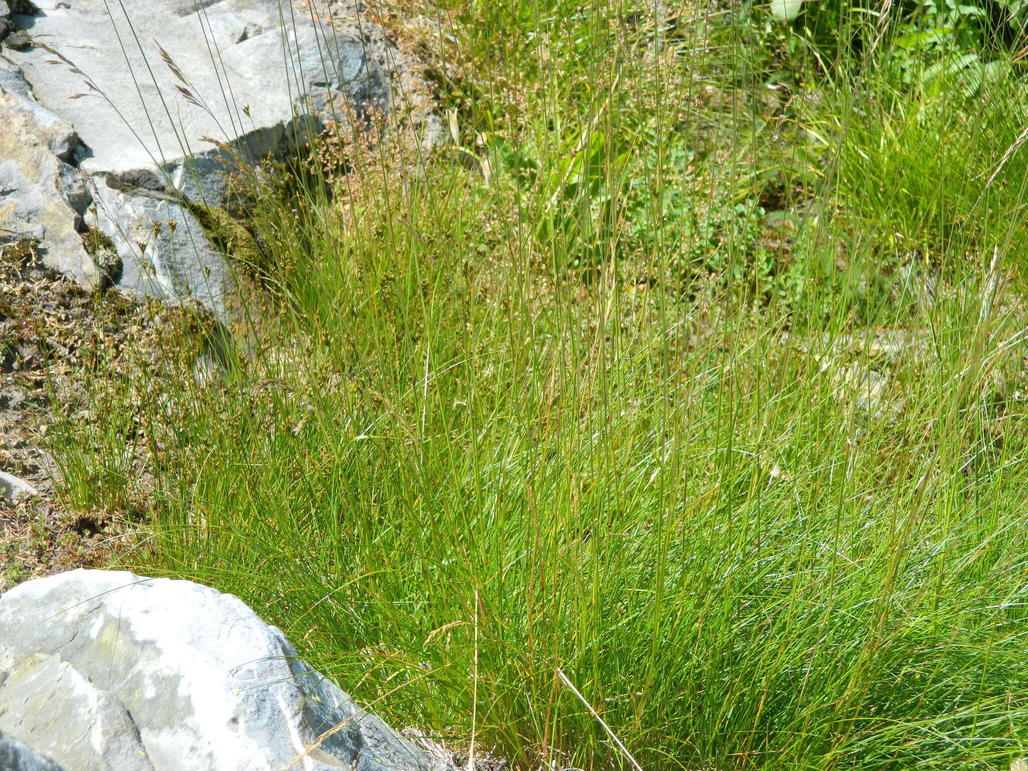 Image of greenleaf fescue