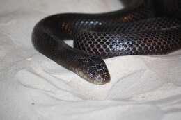 Image of Desert Cobra