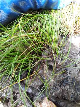 Isolepis cernua var. cernua的圖片