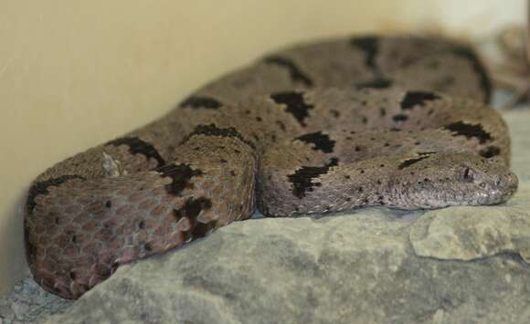 Crotalus lepidus (Kennicott 1861) resmi