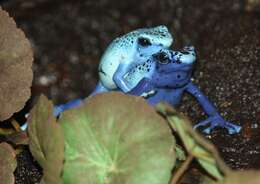 Image of Dendrobates azureus