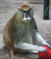 Image of Patas Monkey