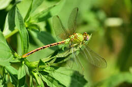 Image of Erpetogomphus crotalinus (Hagen ex Selys 1854)