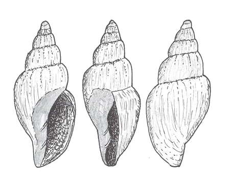 Image of Zygomelon Harasewych & B. A. Marshall 1995