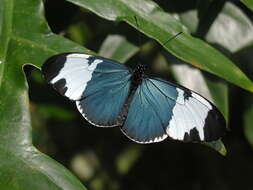 Image of Heliconius sapho leuce Doubleday (1847)