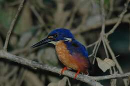 Image of Azure Kingfisher
