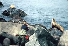 Image of northerns sea lions