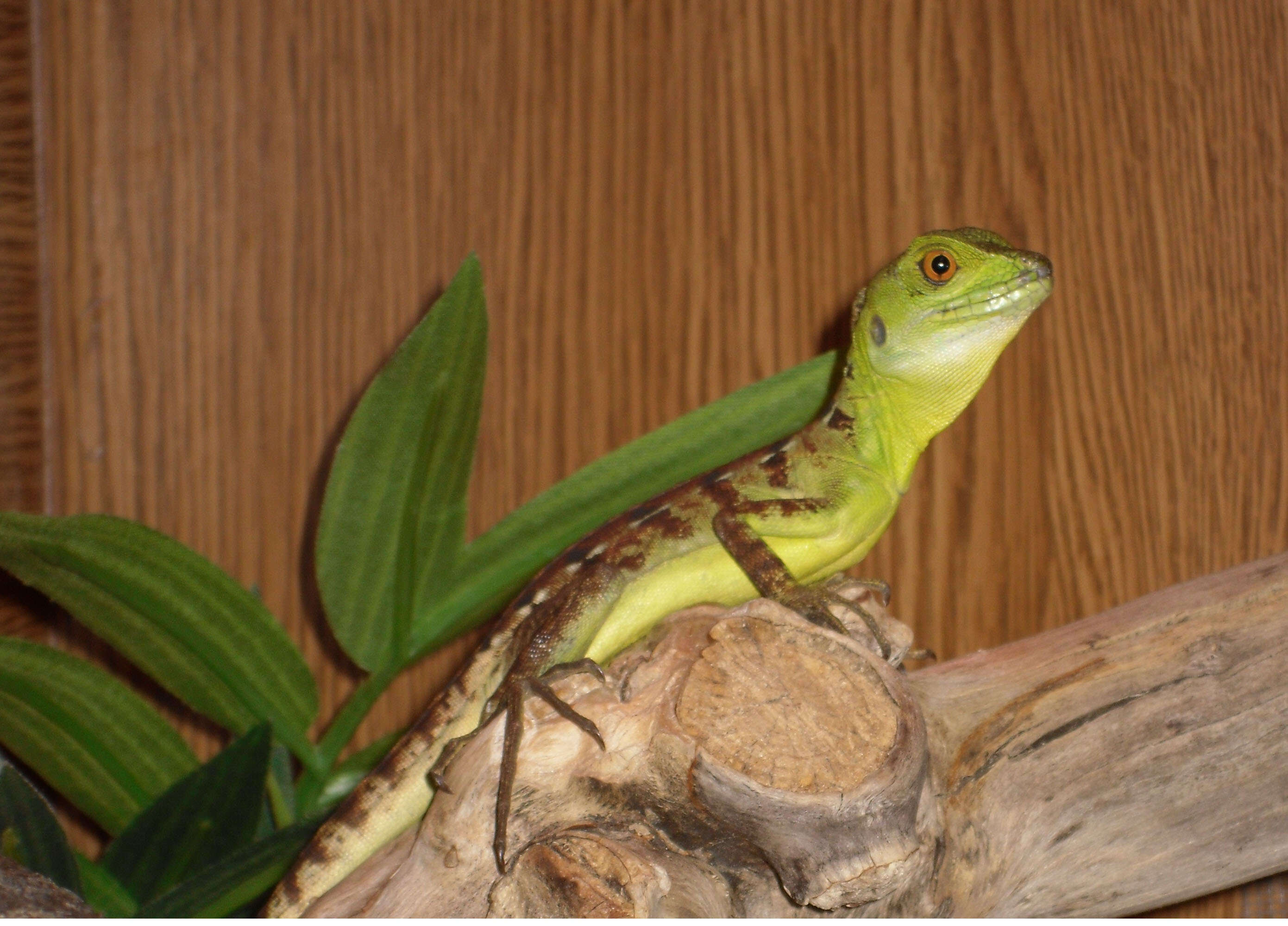 Image of Green Basilisk