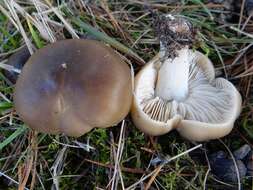 Image of soap tricholoma