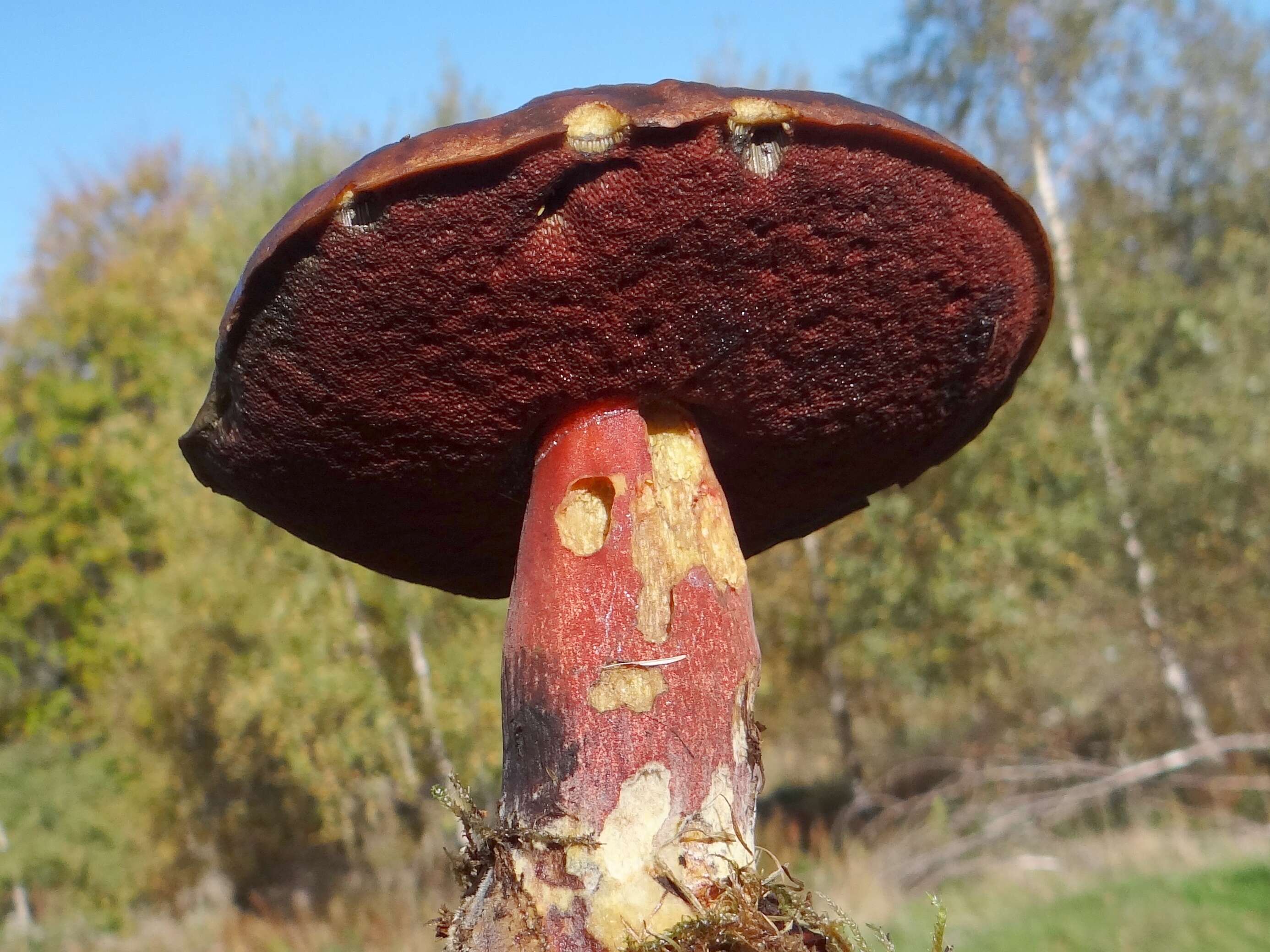 Image of Neoboletus luridiformis (Rostk.) Gelardi, Simonini & Vizzini 2014