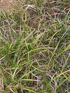 صورة Carex lucorum Willd.