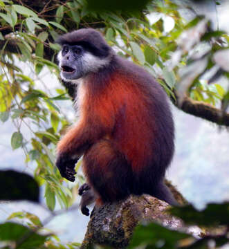 Image of Pennant's red colobus