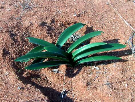 Imagem de Haemanthus pubescens subsp. arenicola Snijman