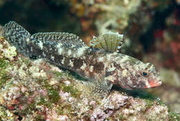 Image of Red-mouthed Goby