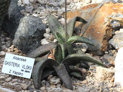 Image of Gasteria vlokii van Jaarsv.