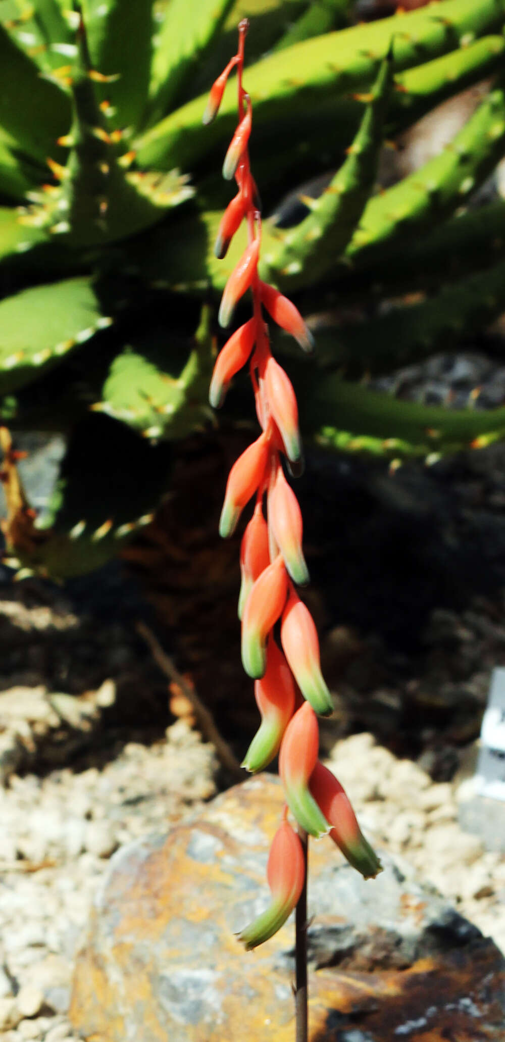 Image of Gasteria vlokii van Jaarsv.