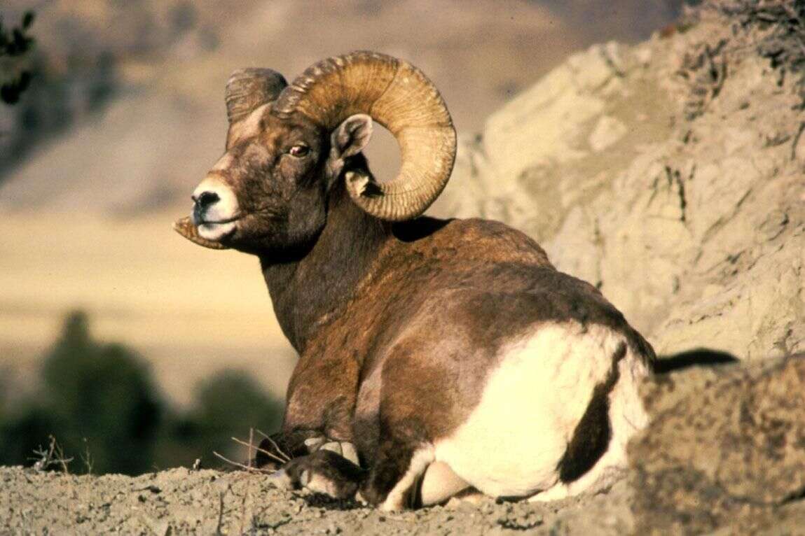 Image of bighorn sheep