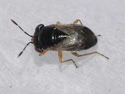 Image of <i>Geocoris pallidipennis</i>