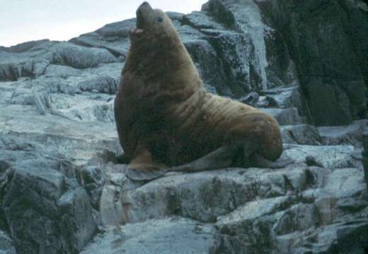 Image of fur seal