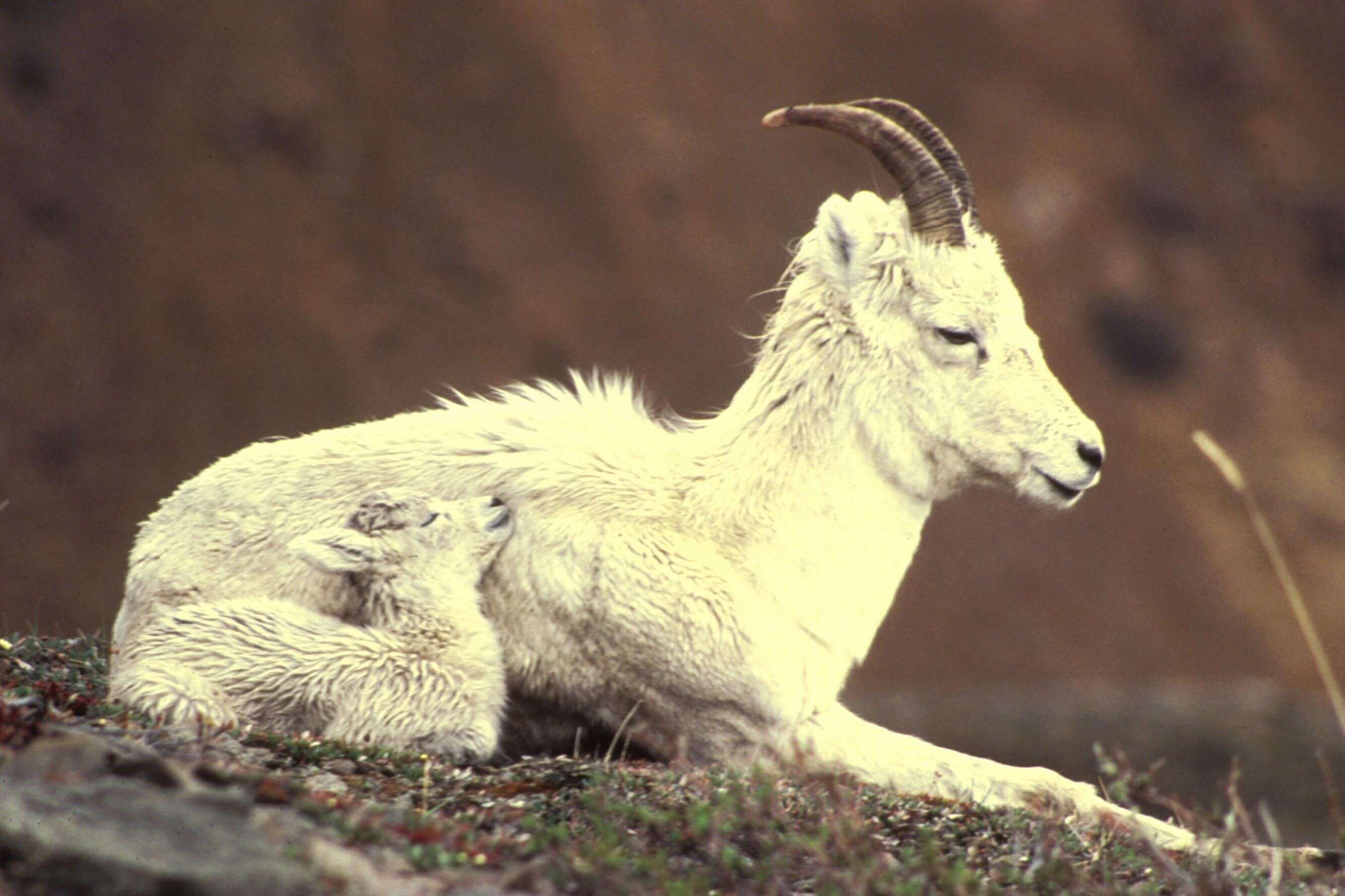 Image of Dall’s Sheep