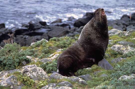 Image of fur seal