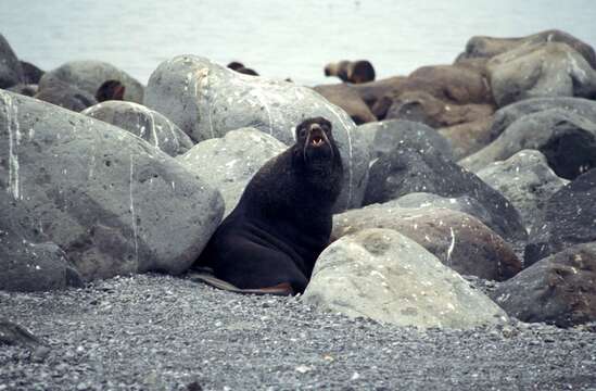 Image of fur seal