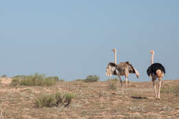 Image of North African ostrich