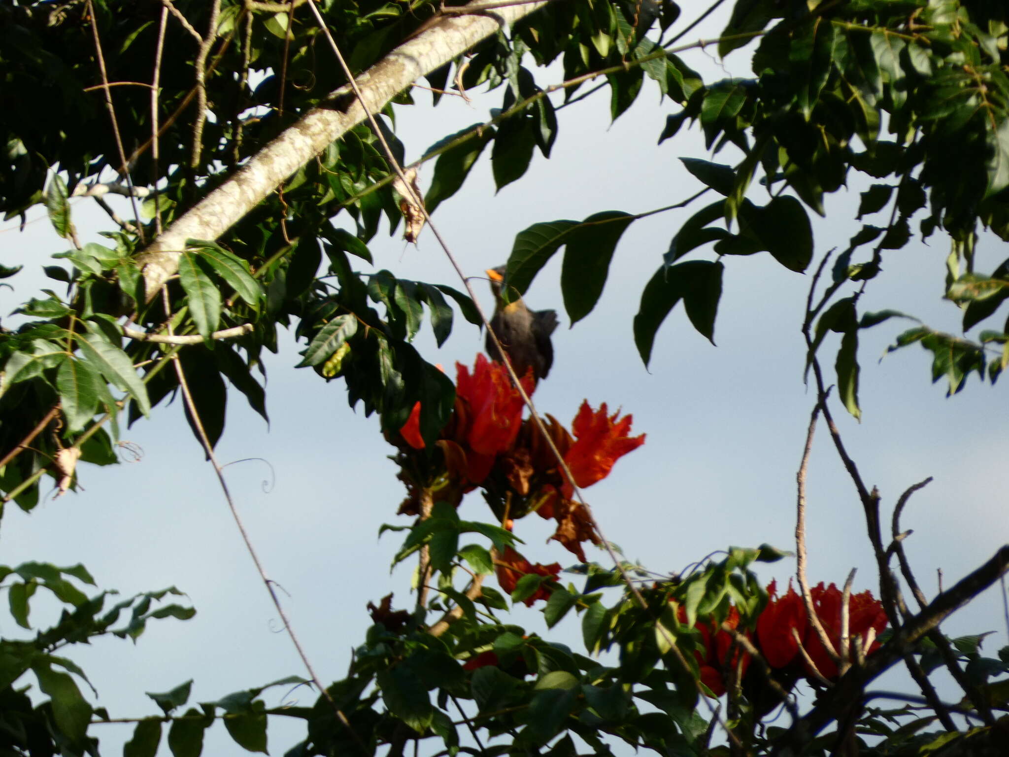 Image of White-chinned Thrush