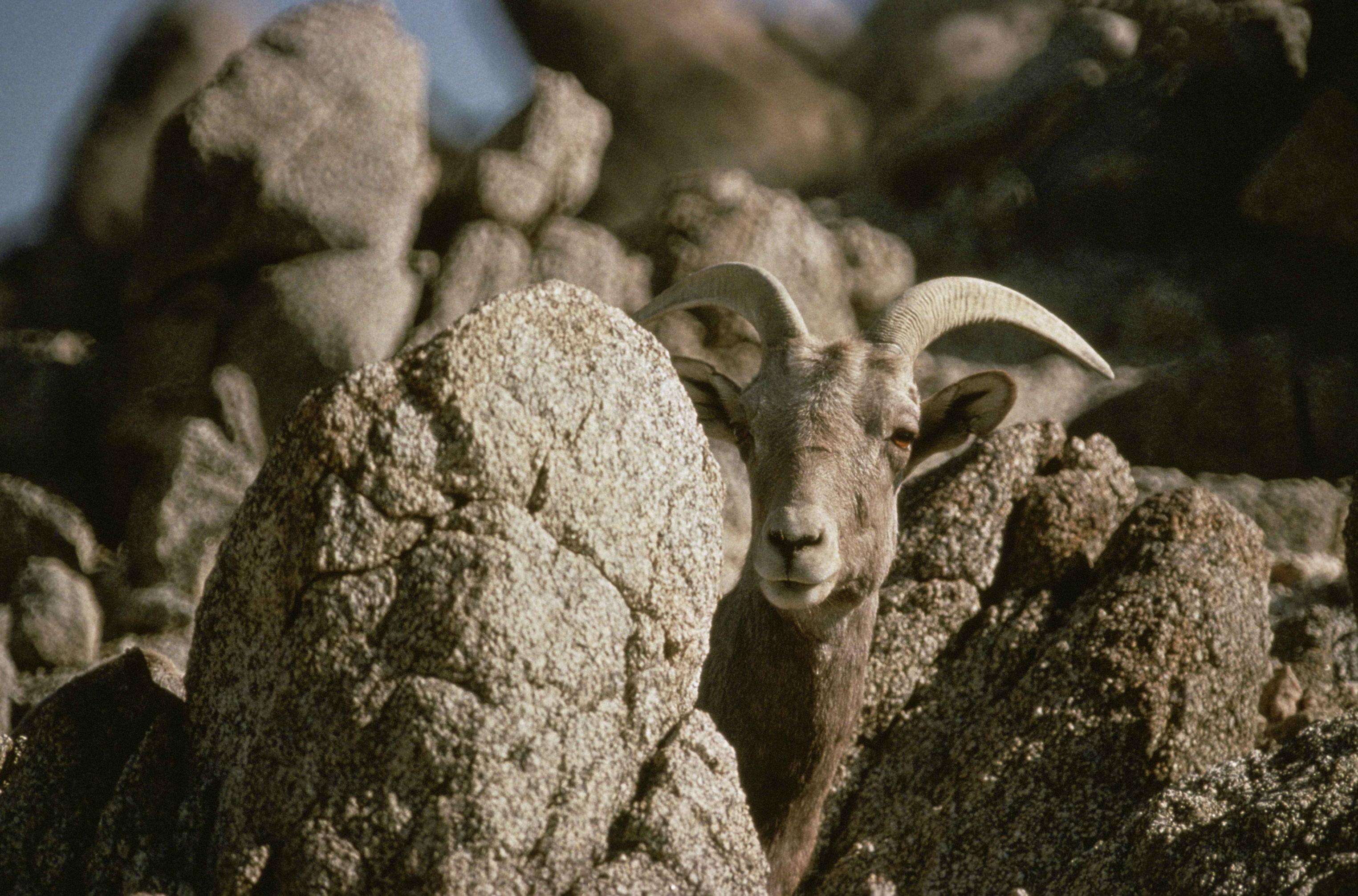 Image of Desert bighorn sheep