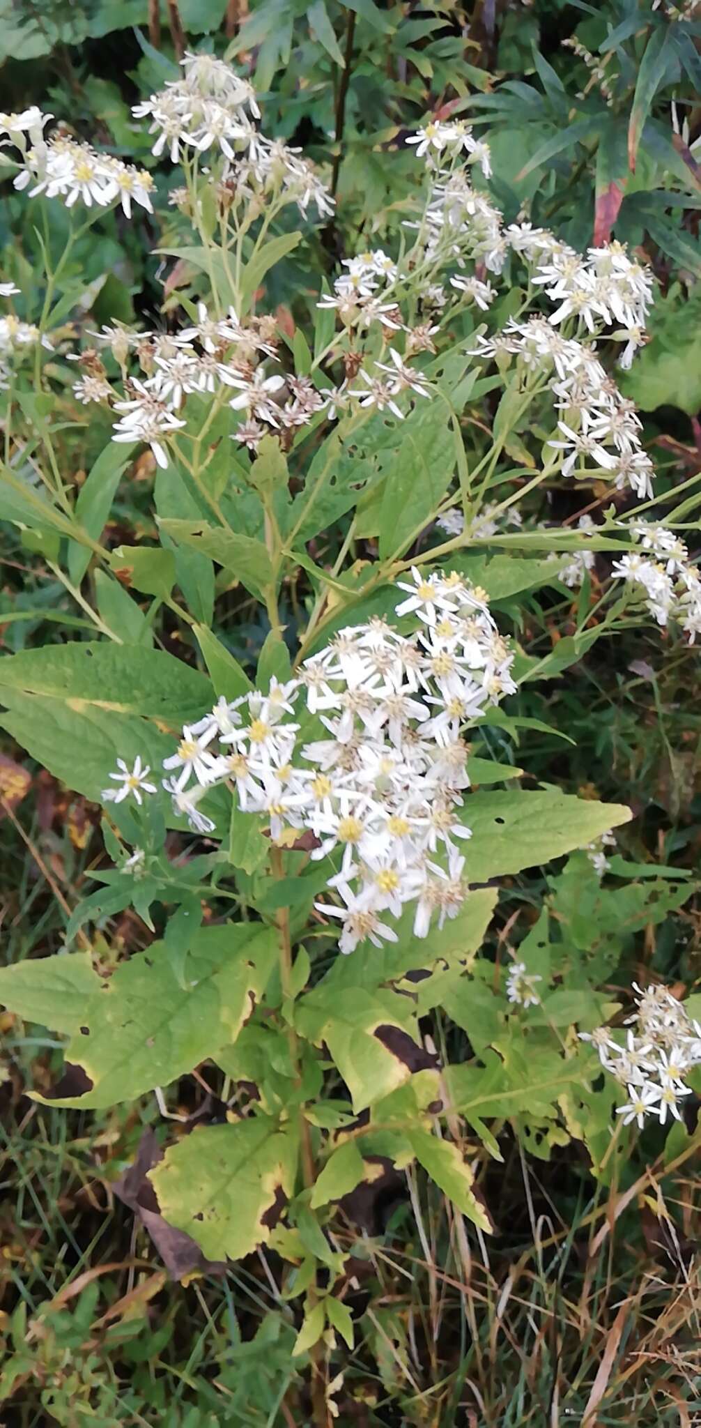 Image of Aster glehnii