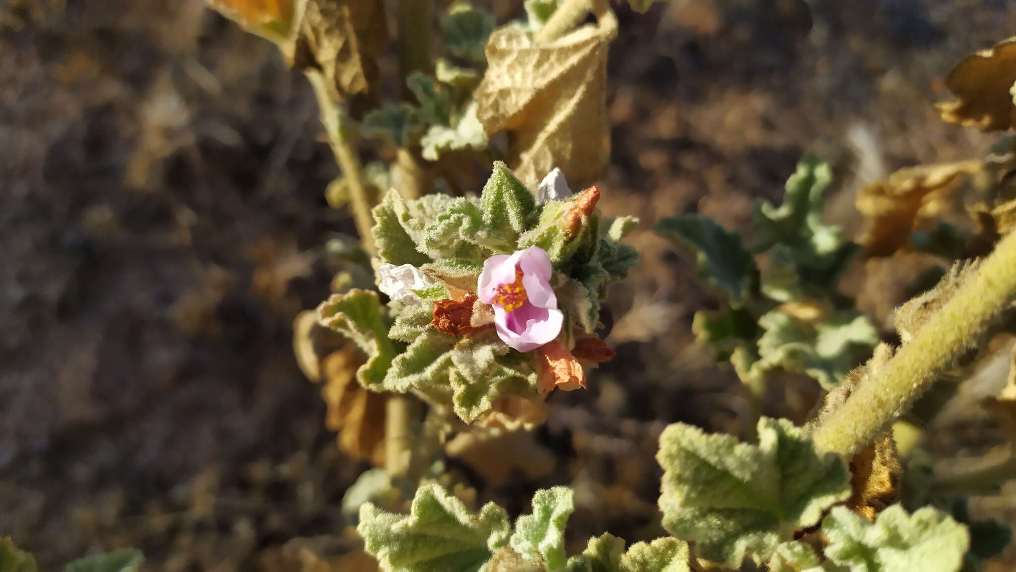 Imagem de Malacothamnus foliosus (S. Wats.) Kearney