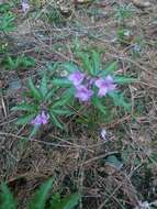 Image of Cardamine glanduligera O. Schwarz