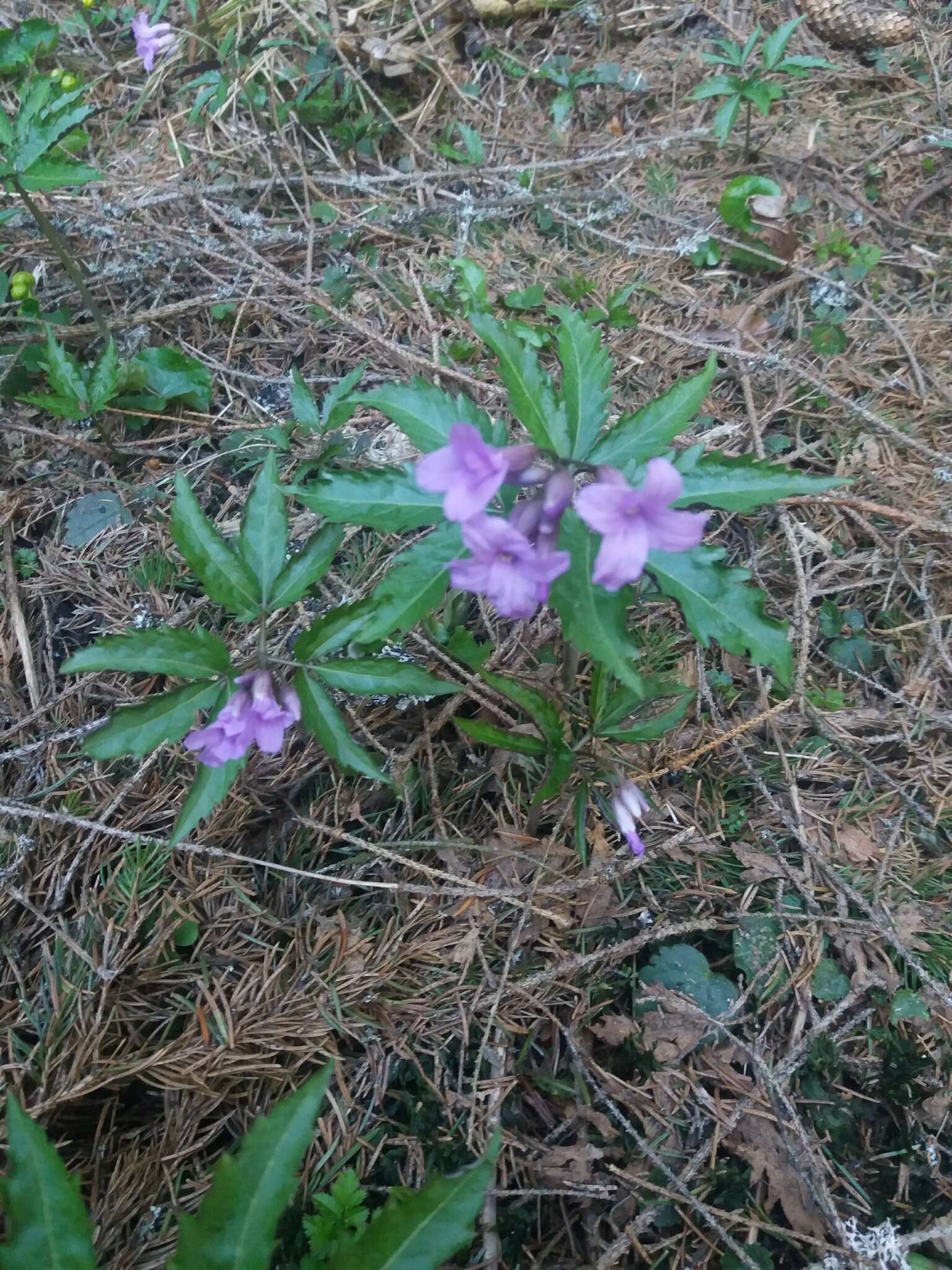 Image of Cardamine glanduligera O. Schwarz