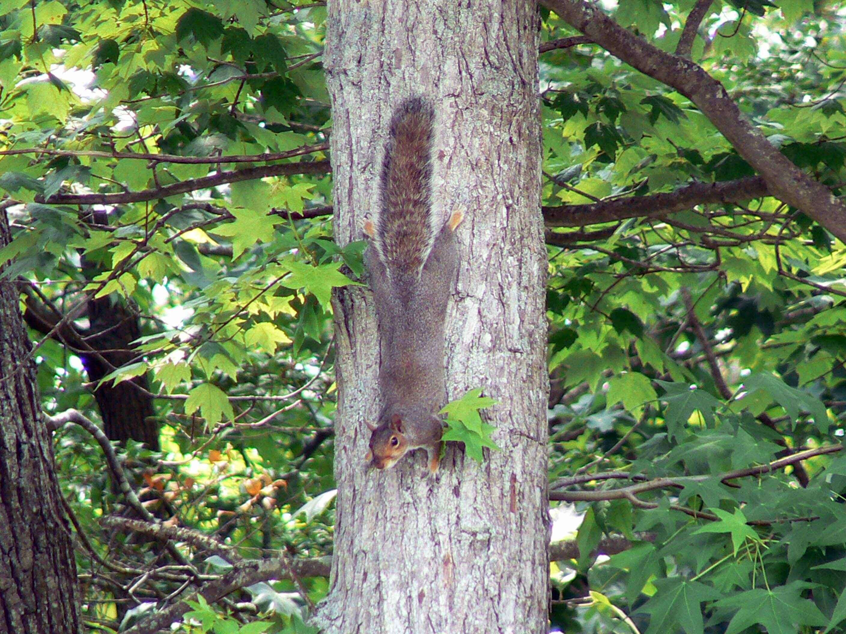 Image of Sciurus subgen. Sciurus Linnaeus 1758