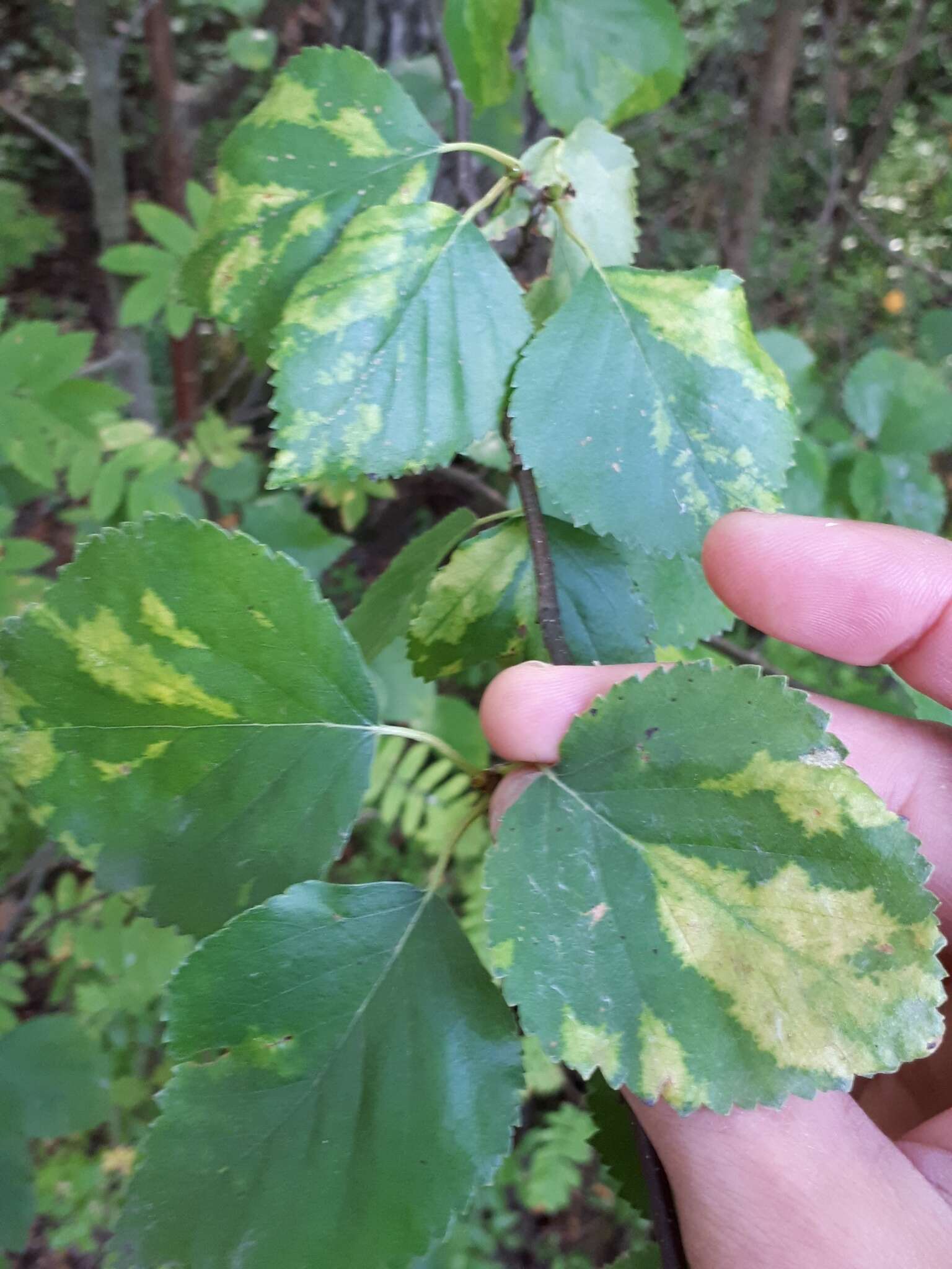 Image of Birch leaf roll-associated virus