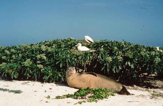 Image of Hawaiian Monk Seal