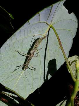 Image of Asceles tanarata Brock 1999