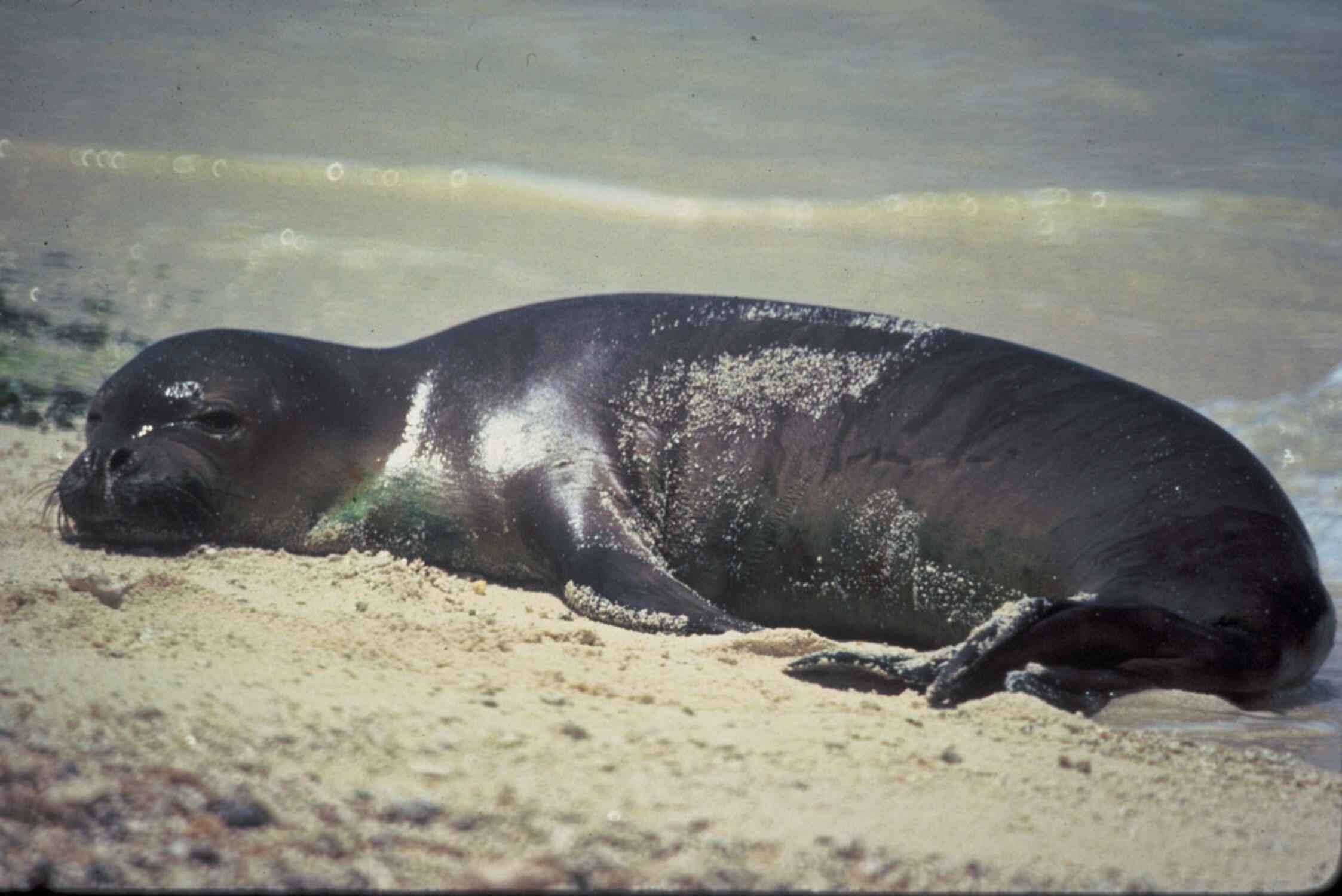 Image of Hawaiian Monk Seal