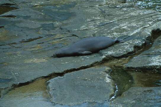 Image of Hawaiian Monk Seal