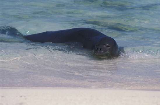 Image of Hawaiian Monk Seal